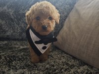 Toy Poodle Erkek Kuyruksuz