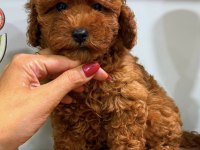 Red Toy Poodle Dişi