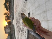 Konur Papağanı Alışık