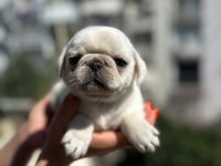 EGZOTİC WHİTE PUG KARDEŞLER