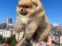 Ayı Surat Pomeranian Yavrular Korekan