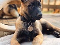 Belçika kurdu köpeği