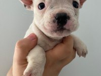 A Kalite Maskeli French Bulldog Yavrularımız