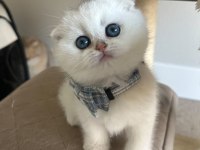 Bebek Surat Silver Scottish Fold