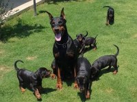 DOBERMAN YAVRULAR