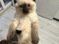 NADİR BULUNAN SİYAM KEDİSİ YAVRULARIMIZ