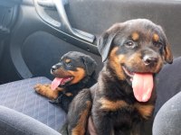 Irk garantili rottweiler yavrularımız