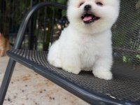 Orjinal Pomeranian Boo yavrumuz 