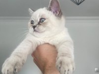 Blue point 2 aylık british shorthair