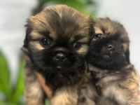 Pekinez Yavru Köpeğimiz