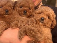 Toypoodle Yavrularımız 