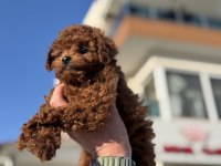 Ankarada ziyarete açık toy poodle yavrularımız