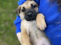 Presa canario tatlı bebek Lili aile arıyor