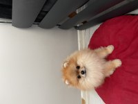Sıfır numara erkek pomeranian boo yuvasını arıyor