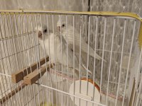 Güzeller Güzeli Çift Albino Sultan Papağanı