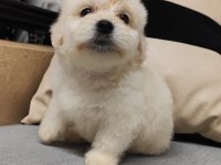 Maltipoo 2 adet uygun fiyata sahiplendirme yapılacaktır