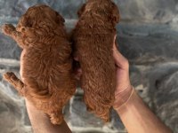 TOY POODLE YAVRULARIMIZ