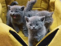 British shorthair kediler