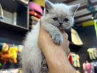 BRİTİSH BLUE POİNT