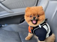 ŞECERELİ A+ Kalite TEDDY BEAR Erkek Çok Acil Son