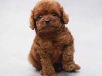 Toy Poodle Yavruları