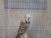 Show jumbo erkek muhabbet kuşları