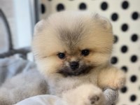 POMERANİAN BOO AYI SURAT YAVRULARİMİZ