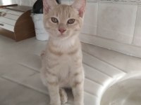 3 Aylık İki Güzel Minik Kedimiz Yuva Arıyor