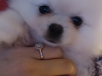 Sevimli pomeranian bebeklerim