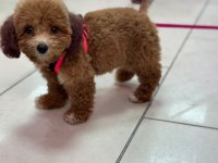 TEACUP AŞILI TUVALET EGITIMLI POODLE YAVRUMUZ