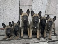 Safkan Belçika Malinois Yavrular
