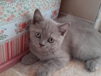 British shorthair yavru kedimiz