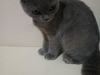2.5 aylık scottish fold erkek (son yavru)