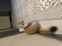British longhair Ny12 dişi 29 Mart doğumlu