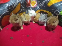 Sevimli Cüce Ve Hollanda Lop Yavru Tavşanlar