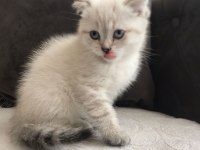 A kalite yavru scottish fold