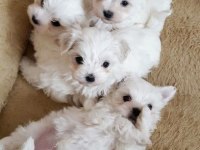 Maltese Babby