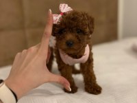 AŞILI WC EĞİTİMLİ 0 NUMARA POODLE YAVRULAR
