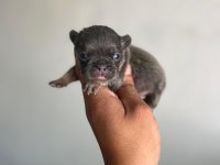 Exotic French Bulldog Yavrularım Rezerveye Açıktır