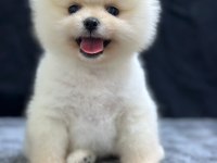 Pomeranian boo bebekleri
