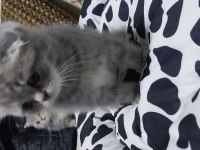 Yavru scottish fold kedilerimiz teslime hazırdır