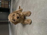 Maltipoo Dişi 2 Buçuk Aylık Görüşülür