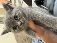 Anne ve 3 adet british shorthair yavru