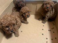 Toypoodle Minik Yavrularımız