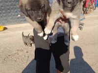 A kalite kangal beslemek isteyenler buyursun
