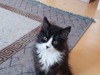 2.5 Aylık British Longhair Yavru Kedilere Yuva Arıyoruz
