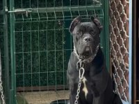 Mükemmel anne babadan güzel bir dişi cane corso kaçırmayın
