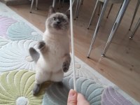 9 aylık british shorthair