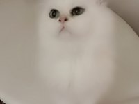 Full şecereli Ns 12 british longhair