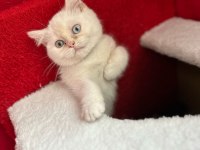 4 kasım doğumu dişi uysal british shorthair